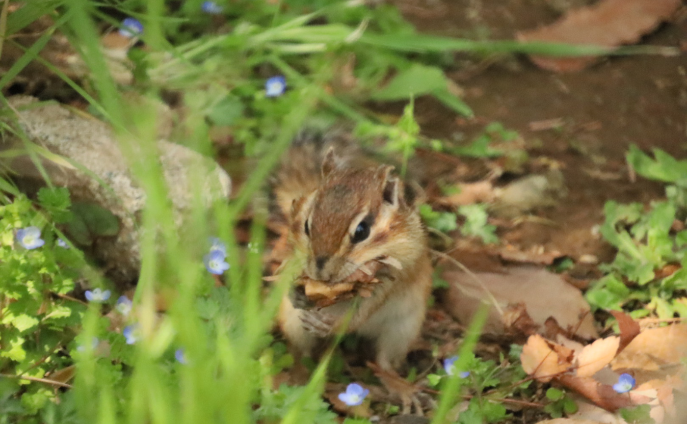 かわいいりすに癒されました🐿️