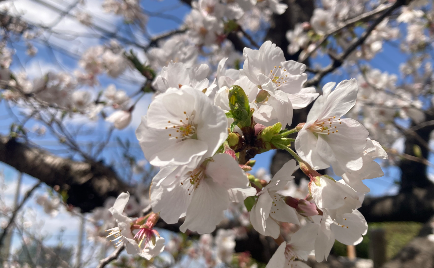 エンジン０期に参加したわたしがエンジン１期をオススメする４つの理由