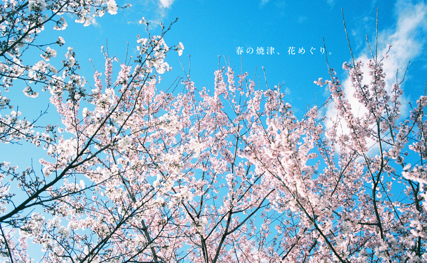 【静岡】春の焼津で、お花見撮影ツアー🚲🌸