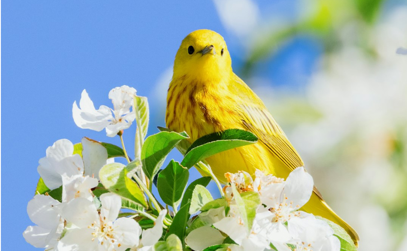 みんなちがって、みんないい。