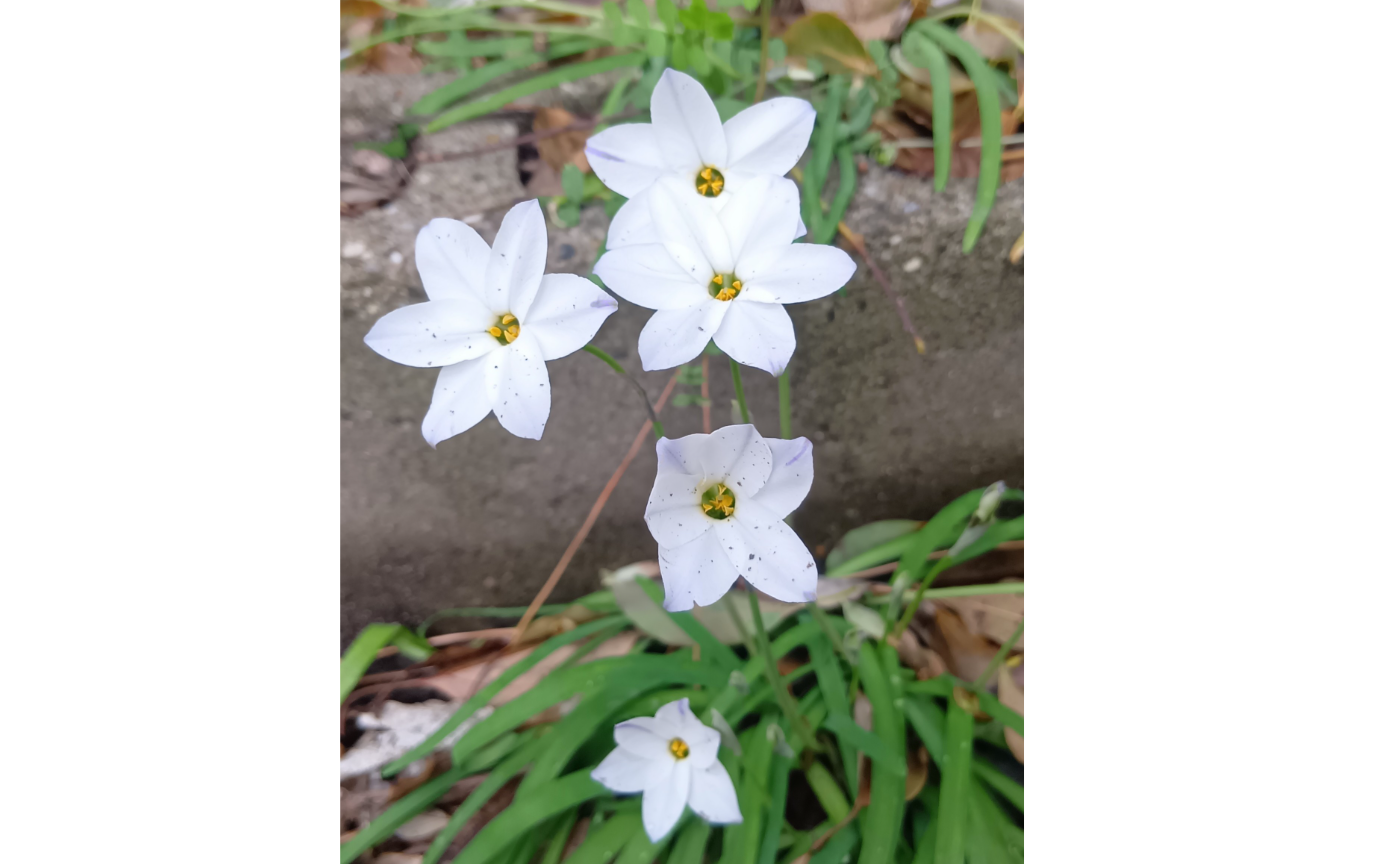 我が家の庭【ハナニラ】