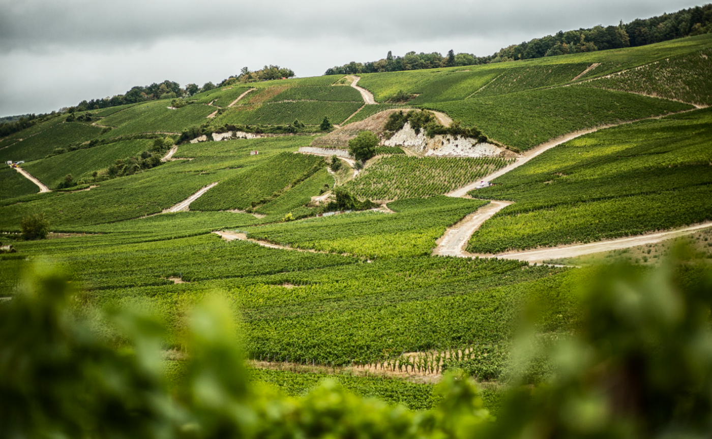THE WINE STORE｜「Bollinger 」アンバサダーとともに味わうシャンパーニュ