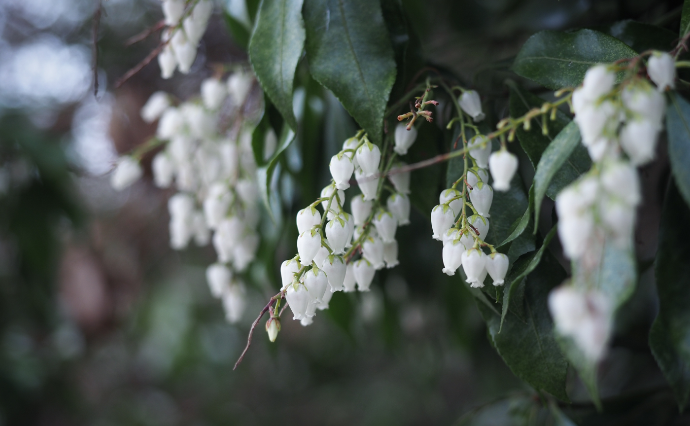 花をたくさん撮影した1日。