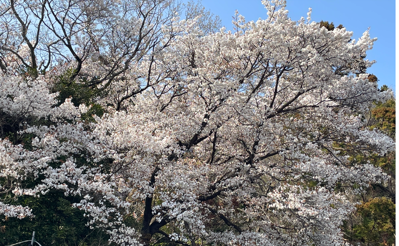 うえぴーさん主催のブラ葉山