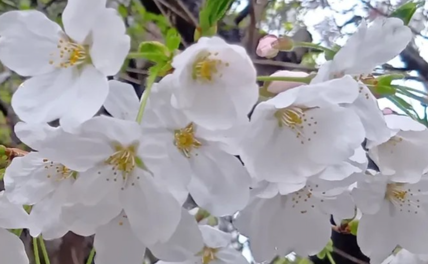 今日の我が家の庭【桜】