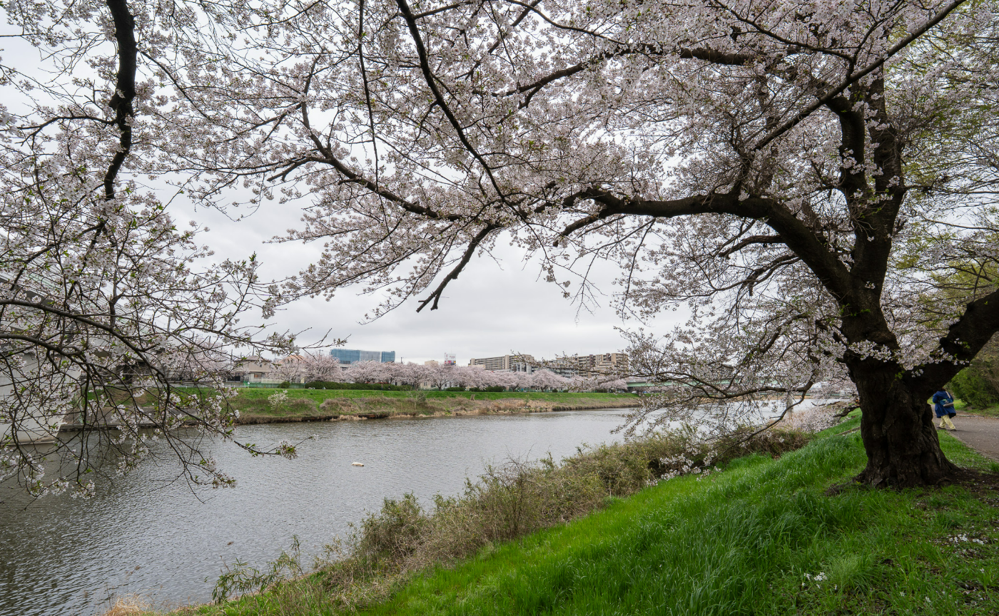 【レポート】平日の桜鑑賞は雨でも結果オーライ！
