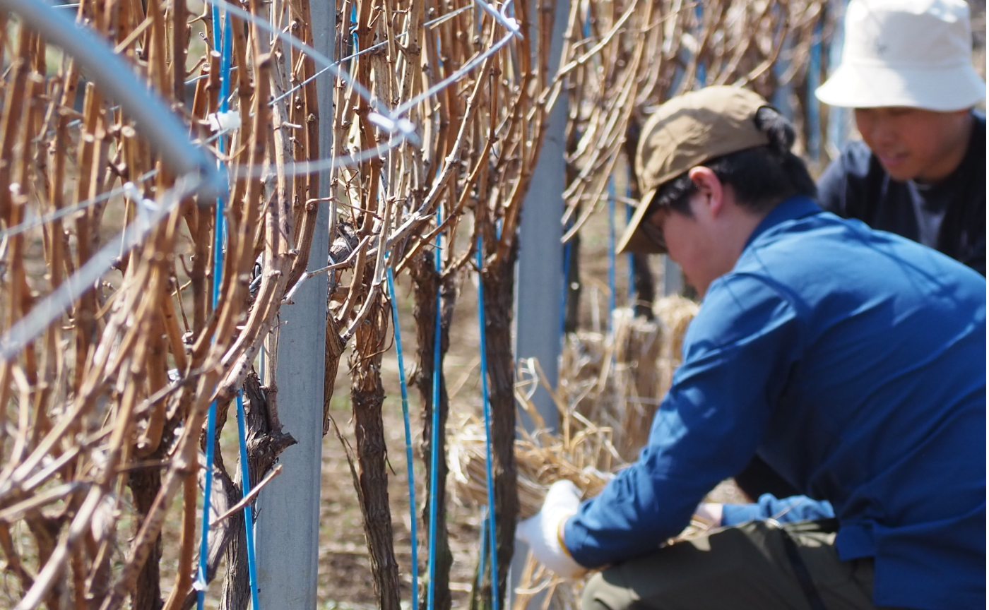 【新規会員】7c × ロコハン・ヴィンヤード・プログラム 2026