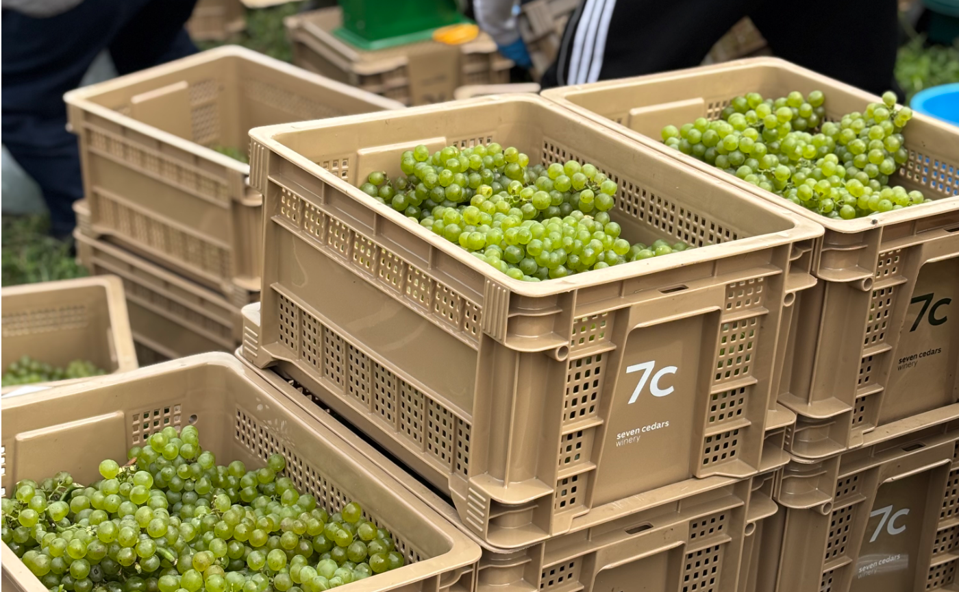 【新規会員】7c × ロコハン・ヴィンヤード・プログラム 2026