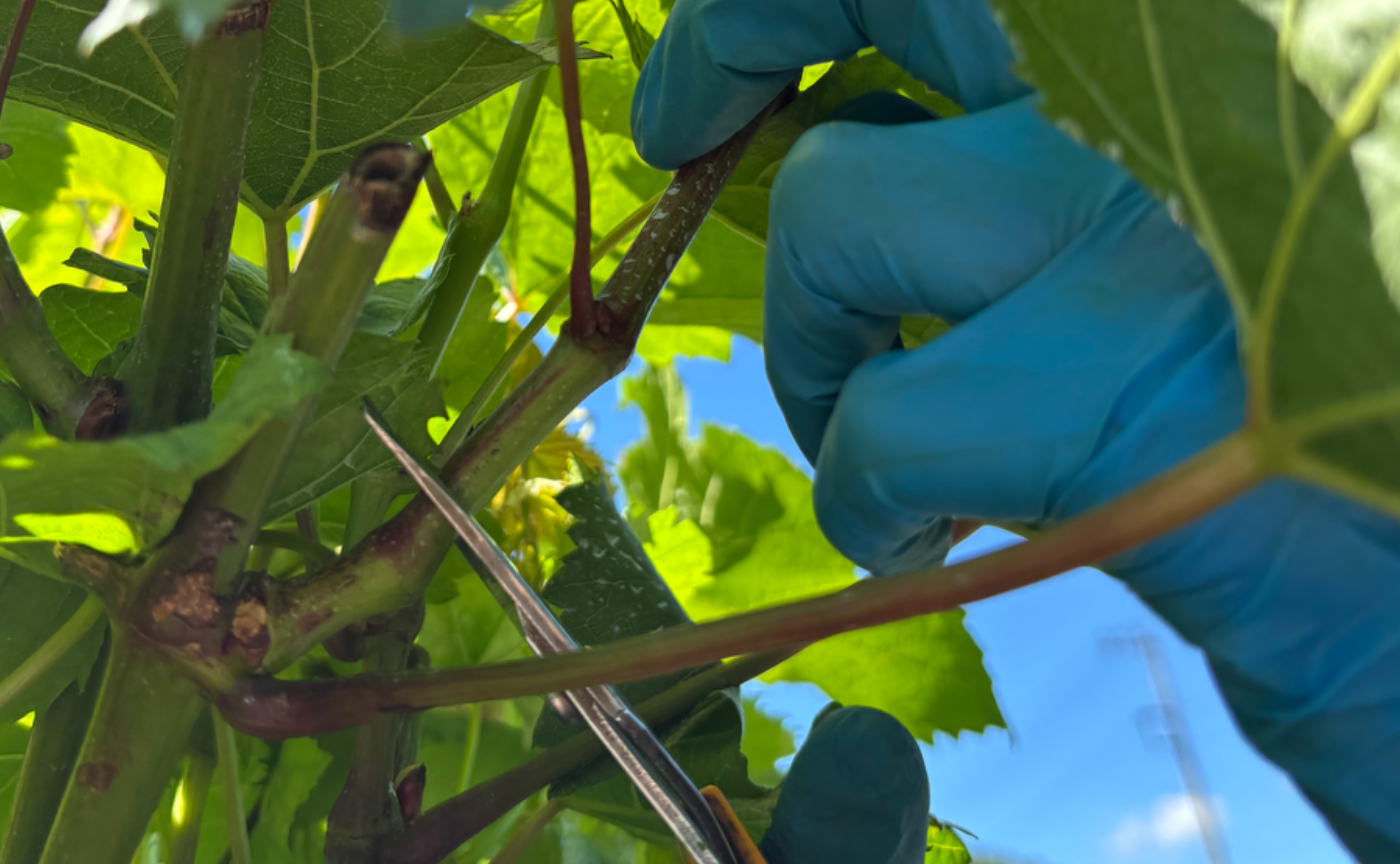 【新規会員】7c × ロコハン・ヴィンヤード・プログラム 2026