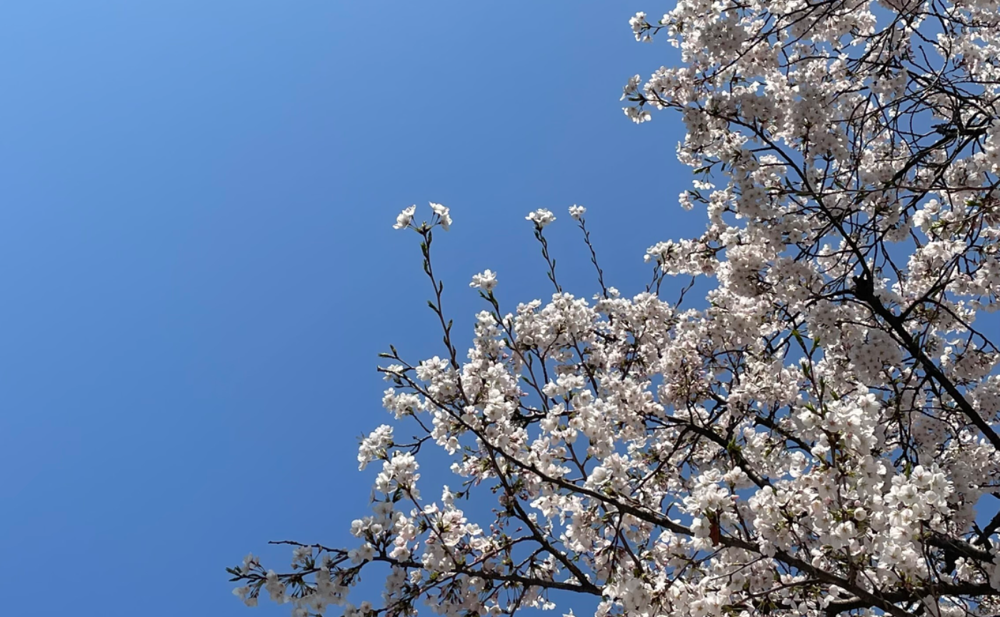 🌸月刊ひとさじ 4月号🌸