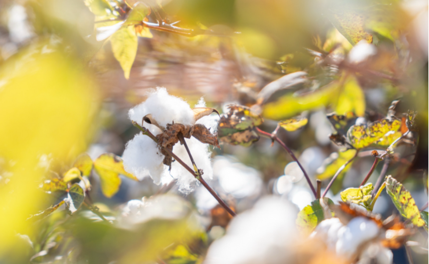  表参道 Seed to Future 未来を植える種まき＆マーケット