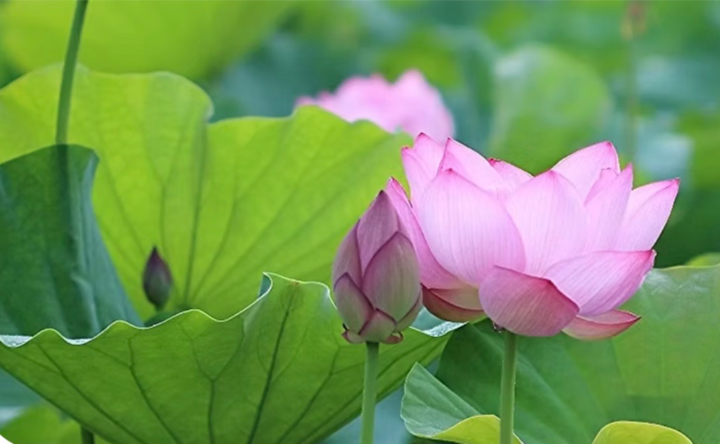 プラムビレッジ来日ツアー2026