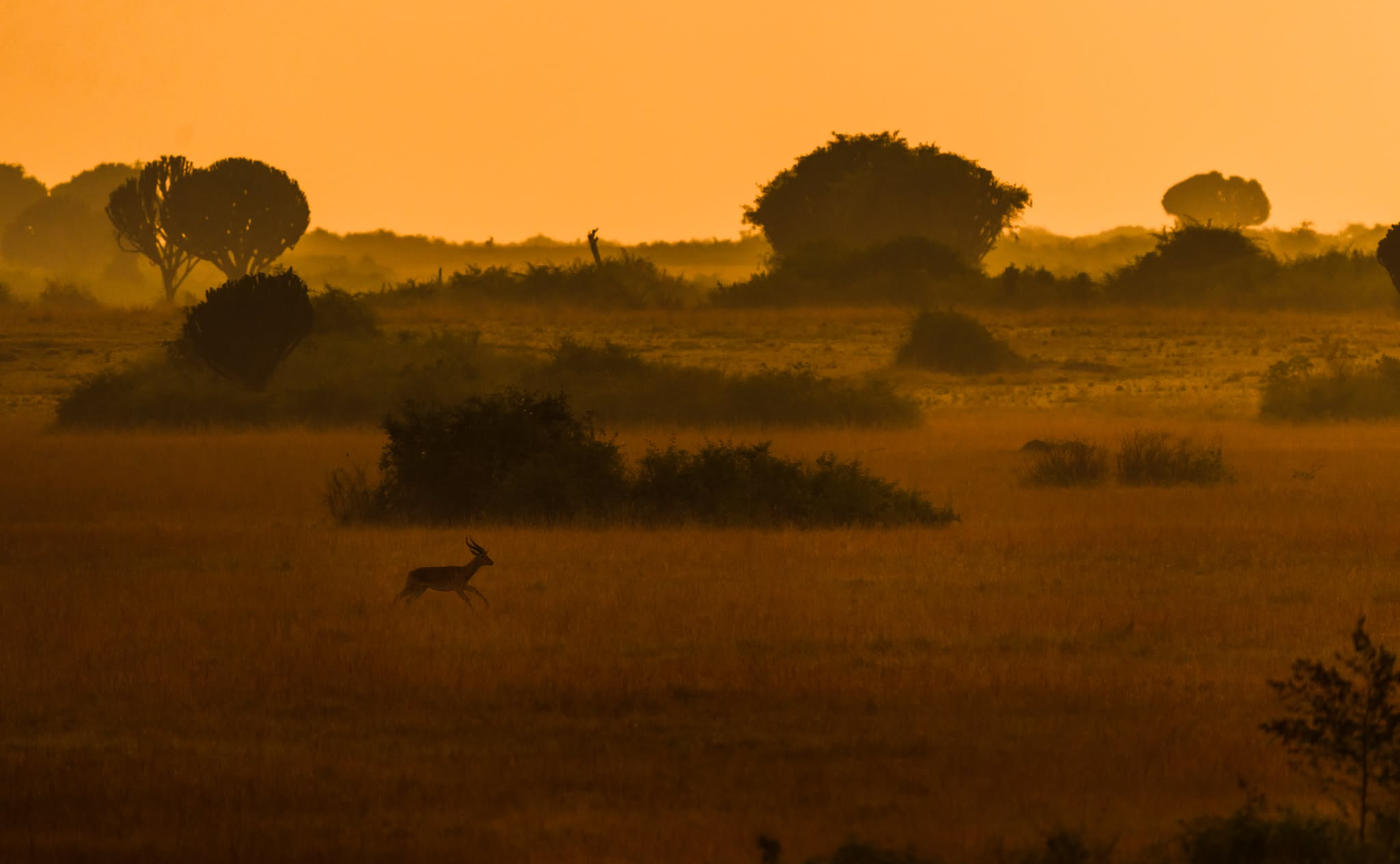 【Special Talk】野生と動物園、その両側からいのちを写す。表現は、保全を前に進められるか。