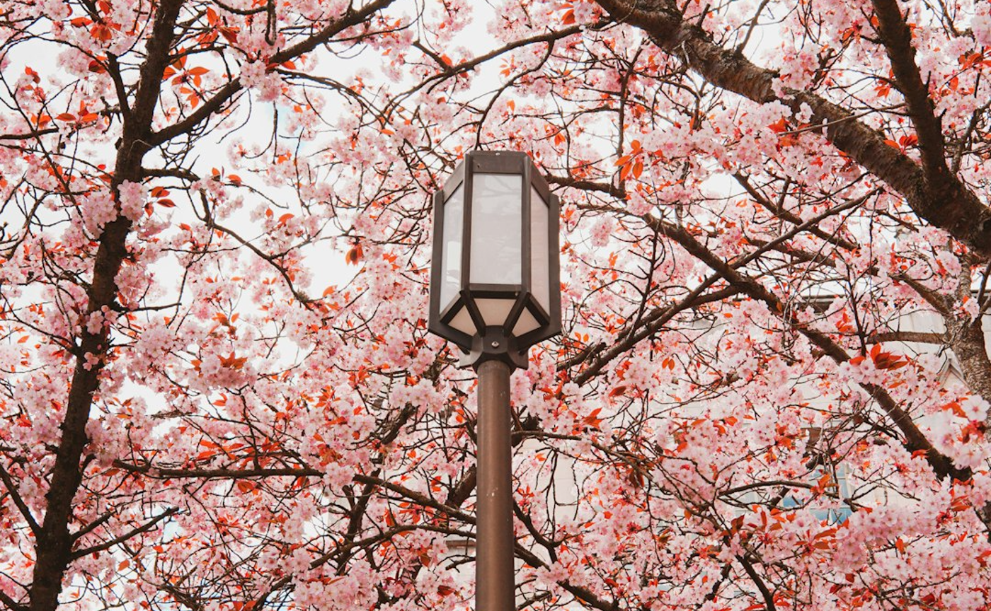 4月の花に雨スケジュール