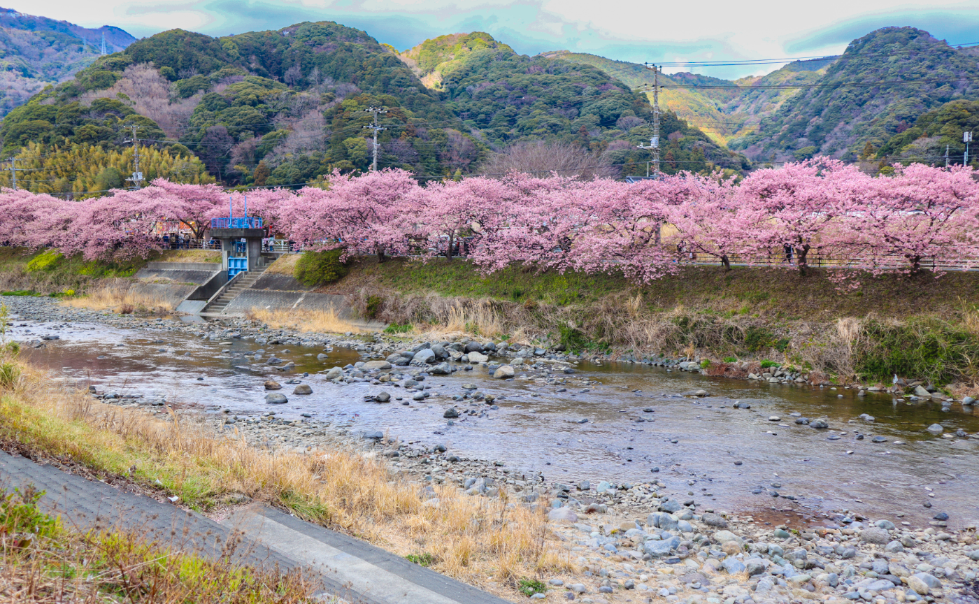 team_桜の会　2026