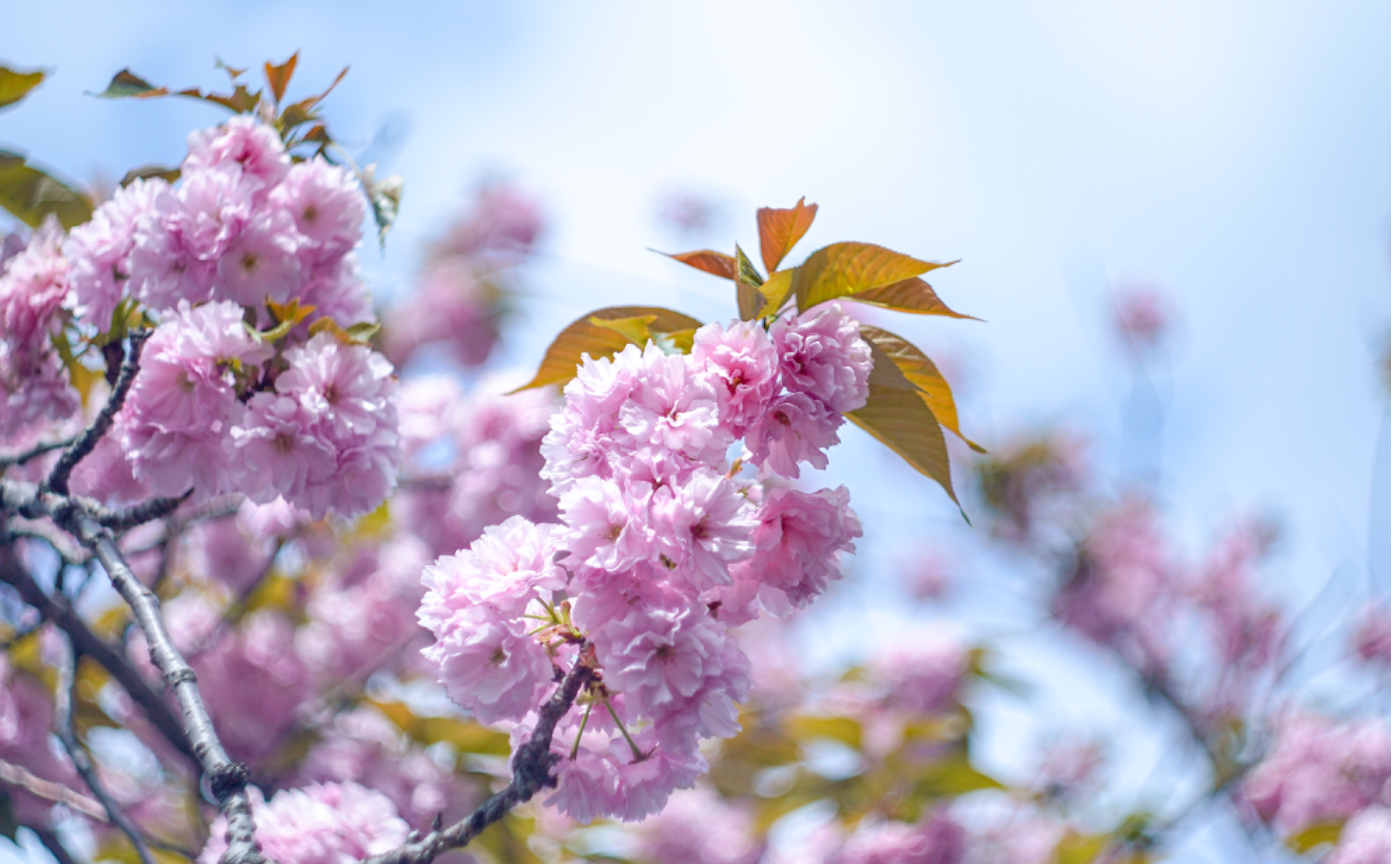 【オールドレンズ】helios44-2で桜を撮る