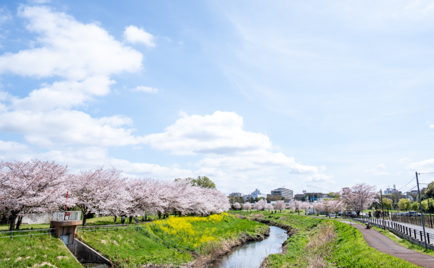 今年もたくさんの桜を見たな～🌸