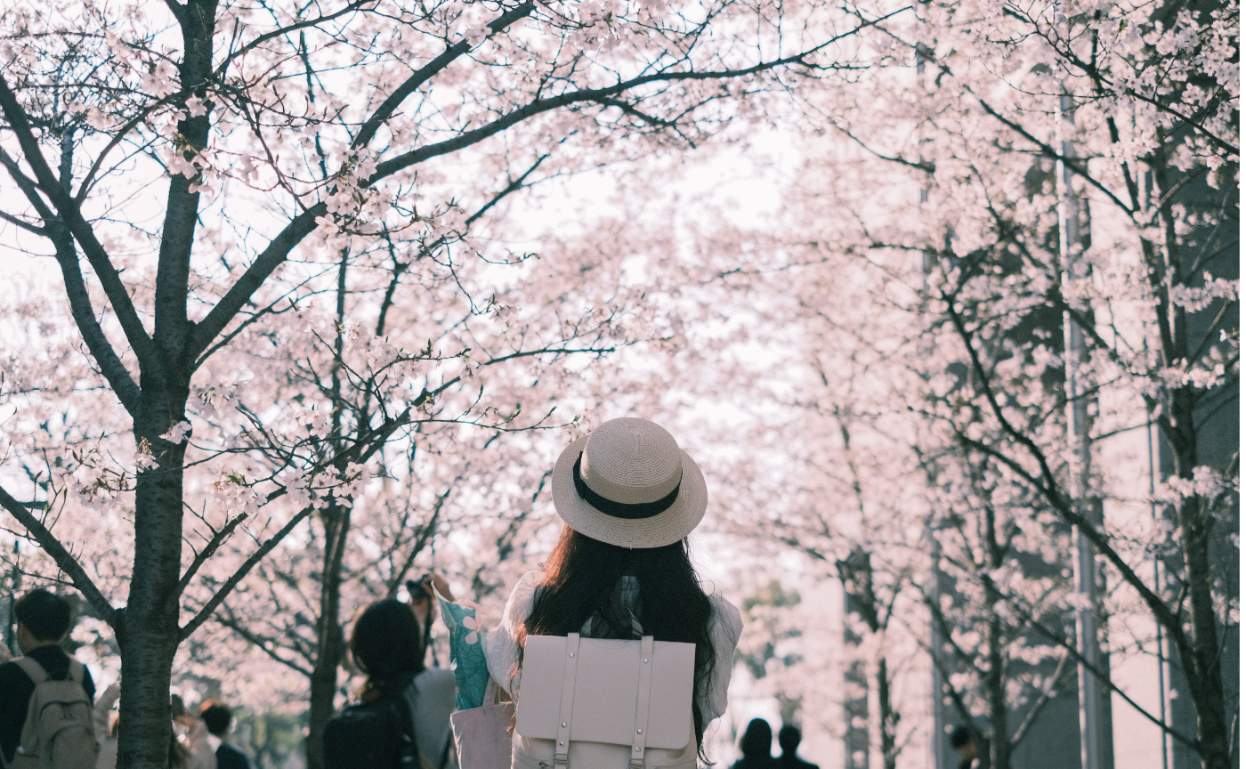 単焦点で切り取る、桜ノスタルジー