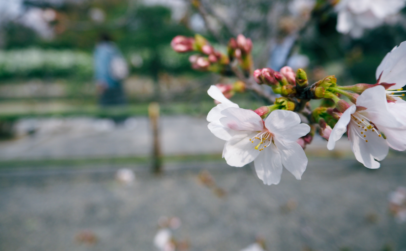 今春、桜の写真たち。