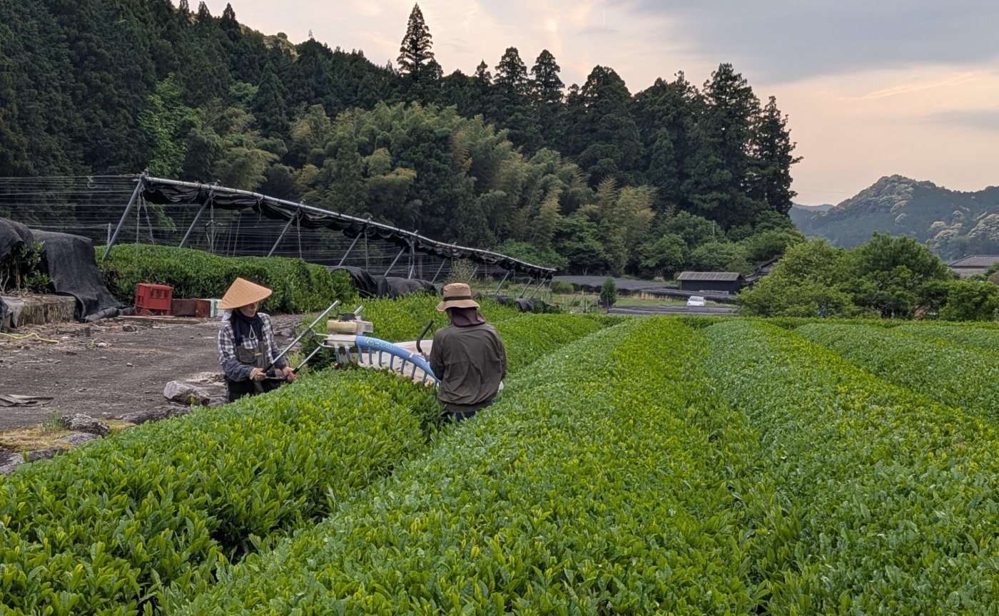 新茶シーズンの茶畑で感じた、大人の青春