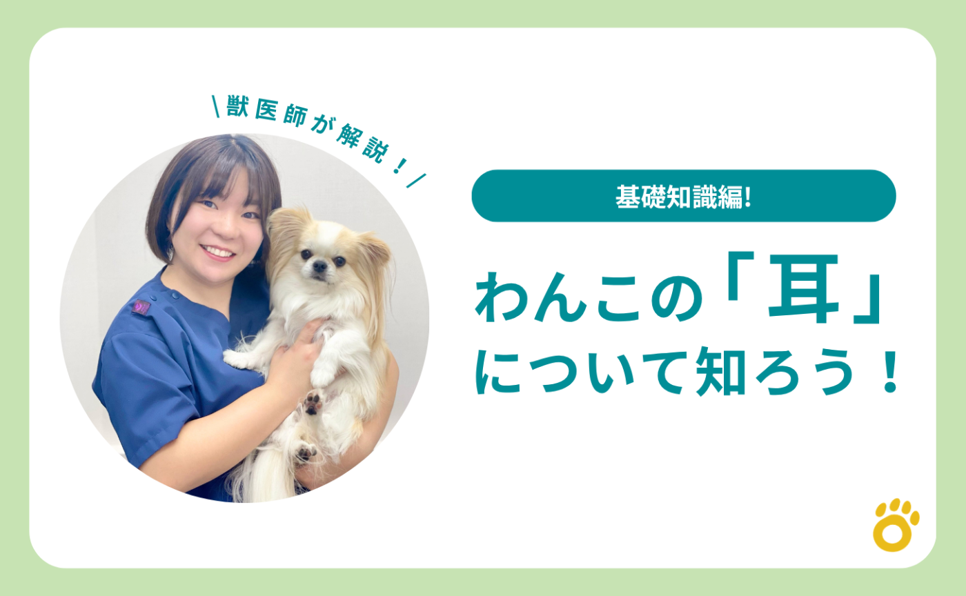 わんこの「耳」について知ろう！