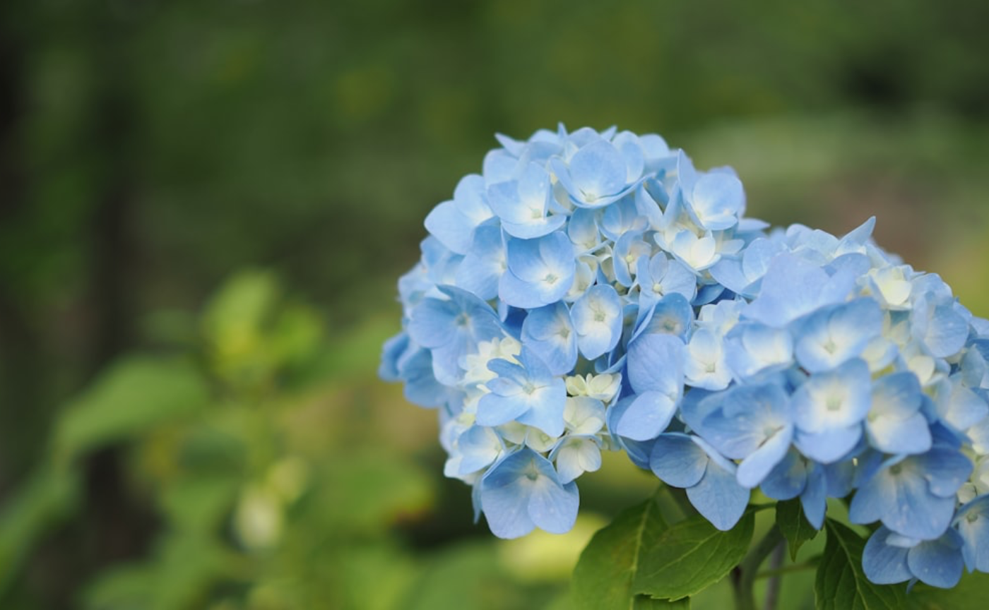 5,6月の花に雨スケジュール