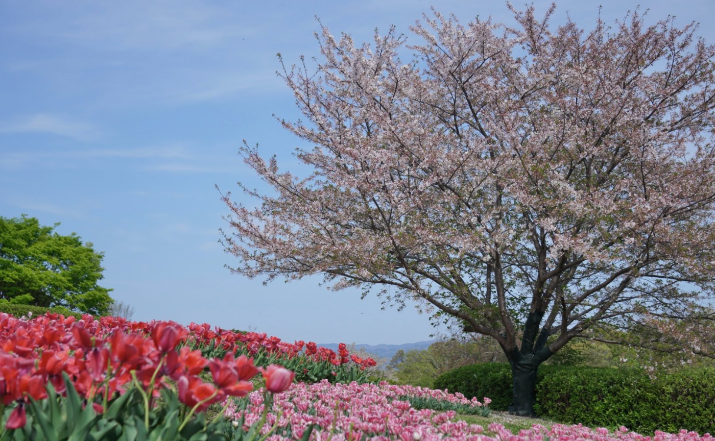 奈良・馬見丘陵公園でネモフィラとチューリップ撮影🌷