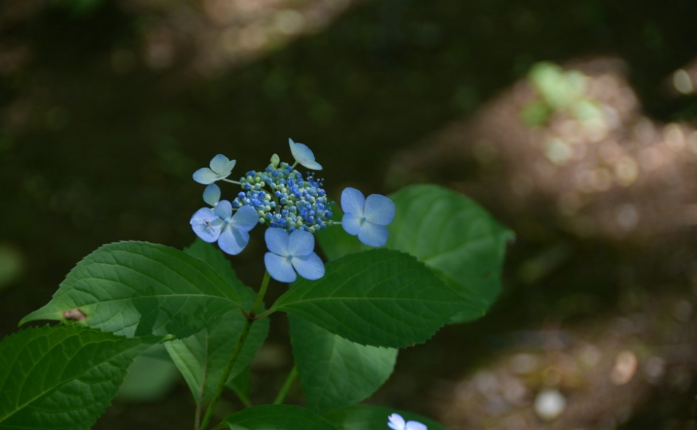 💠早くも紫陽花が色づき始めました💠