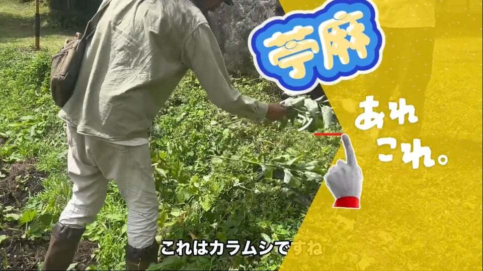 【あれこれ】苧麻の繊維で布を作るには