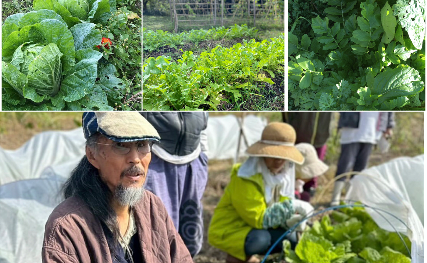 【たねがく講座】無肥料での秋冬野菜栽培のポイント講座