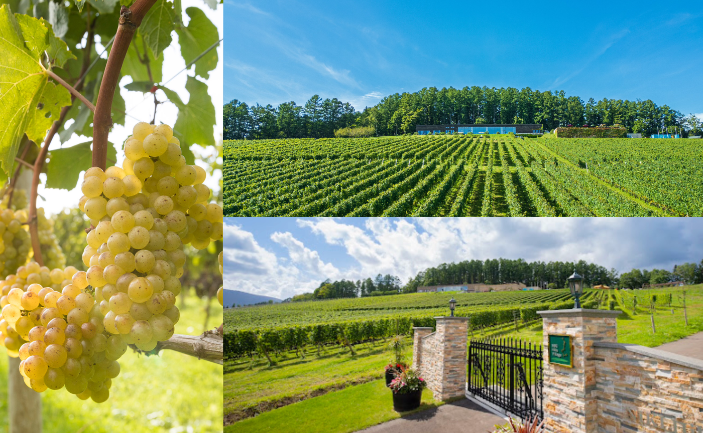 【本募集】NIKI Hills Winery×ロコハン旅✨収穫の季節に、ワインと仁木を味わいつくす2日間