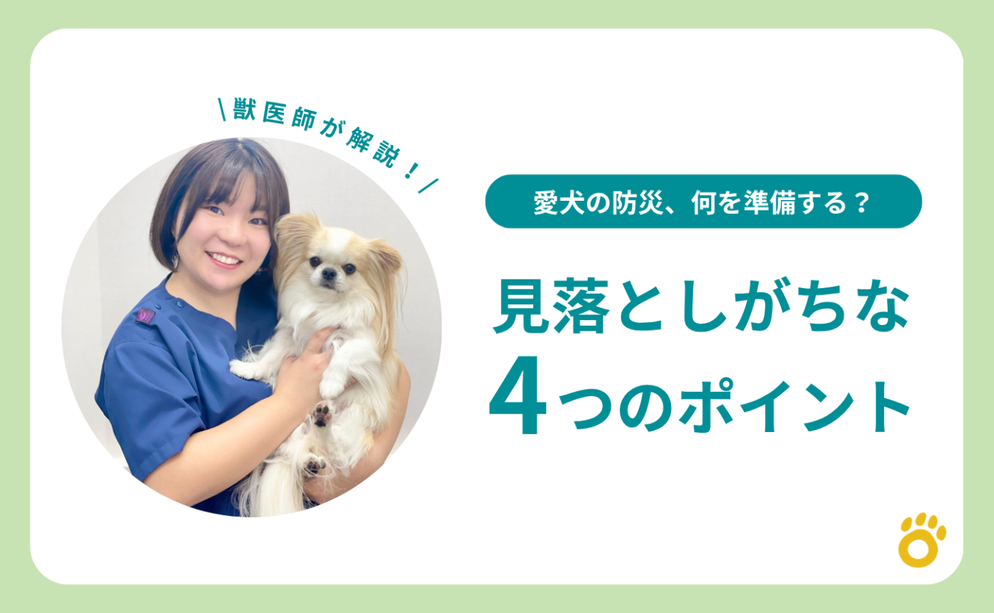 愛犬の防災、何を準備する？見落としがちな4つのポイント