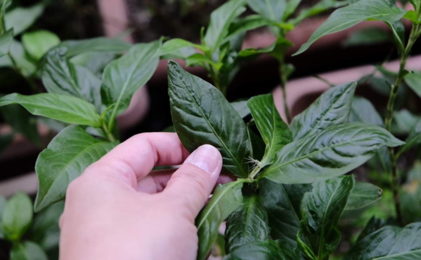 天然藍染め「生葉染め」を体験したよ🌿✨