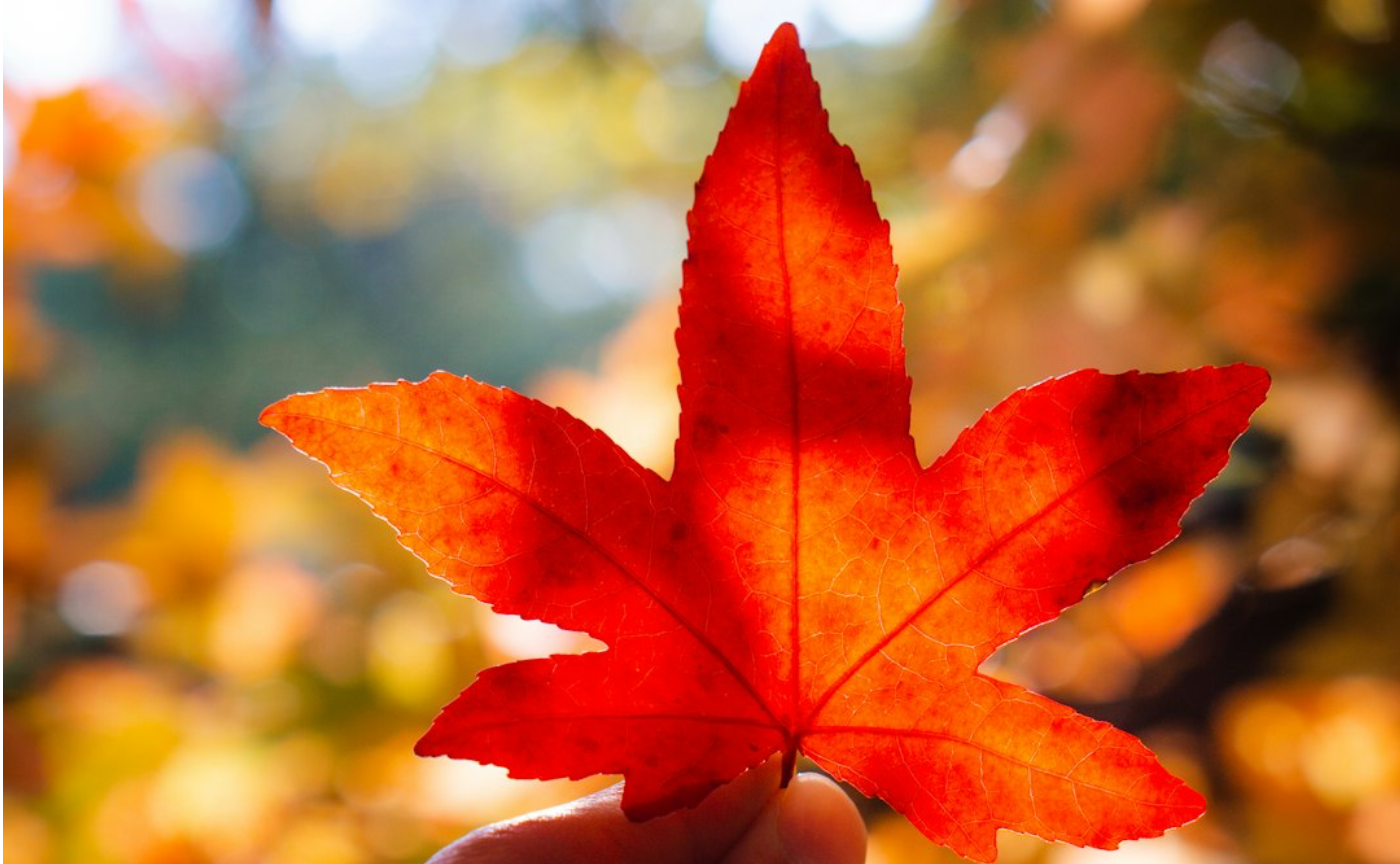 【お知らせ】ミートアップの日程変更　10/17→10/14