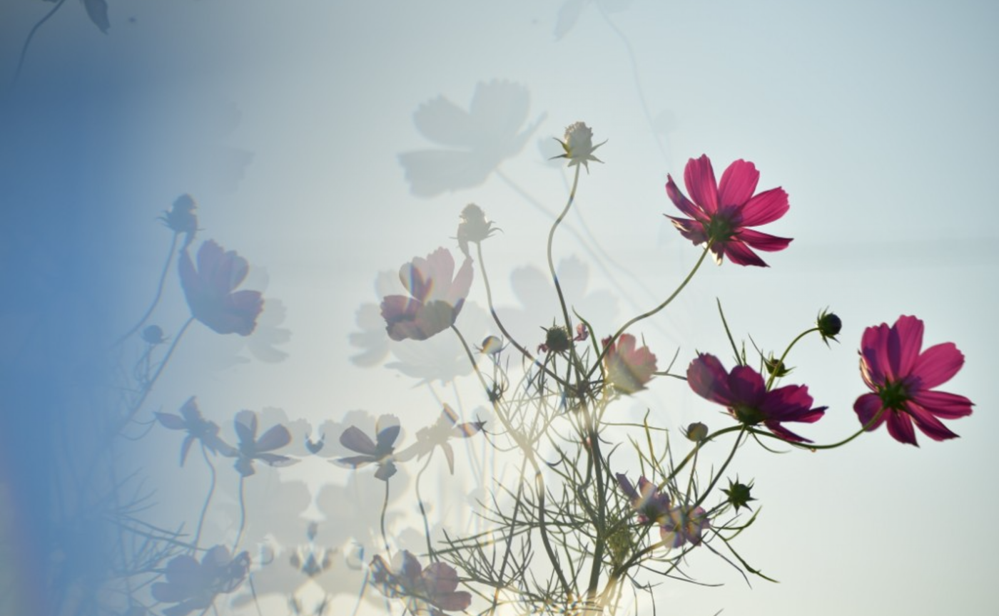 🌼アートなコスモスたち🌼