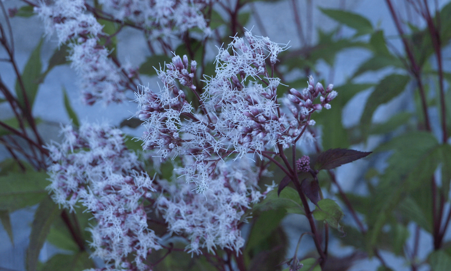 20/9/15三島由紀夫『仮面の告白』読書会の感想