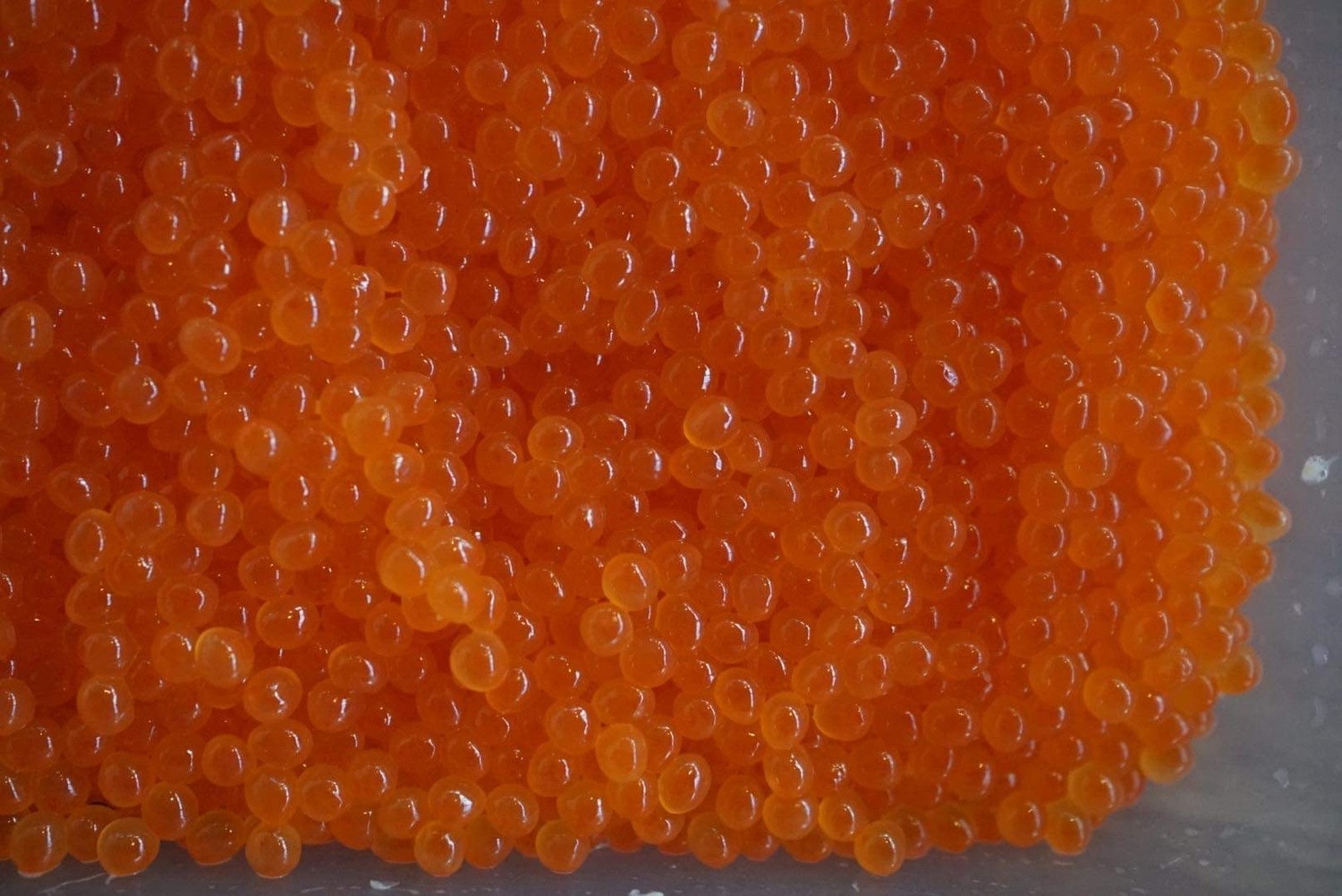 【鉄板直伝】テロワール飯＜自家製イクラの作り方＞ここにだけ備忘録