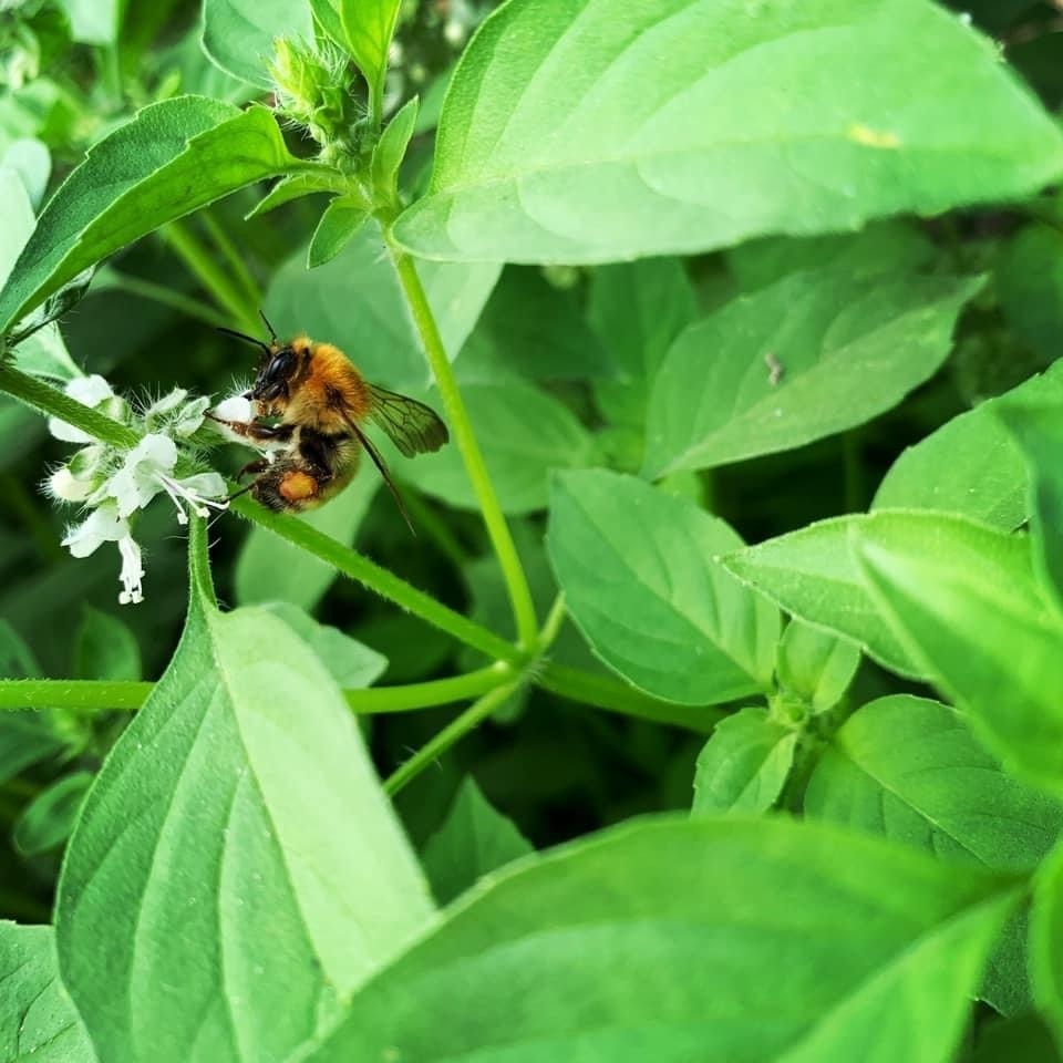 ダイバーシティ