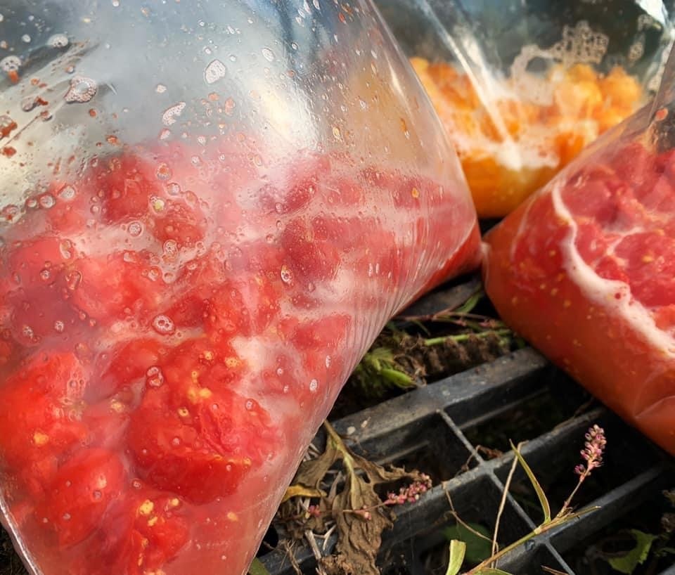 トマトの種をとろう