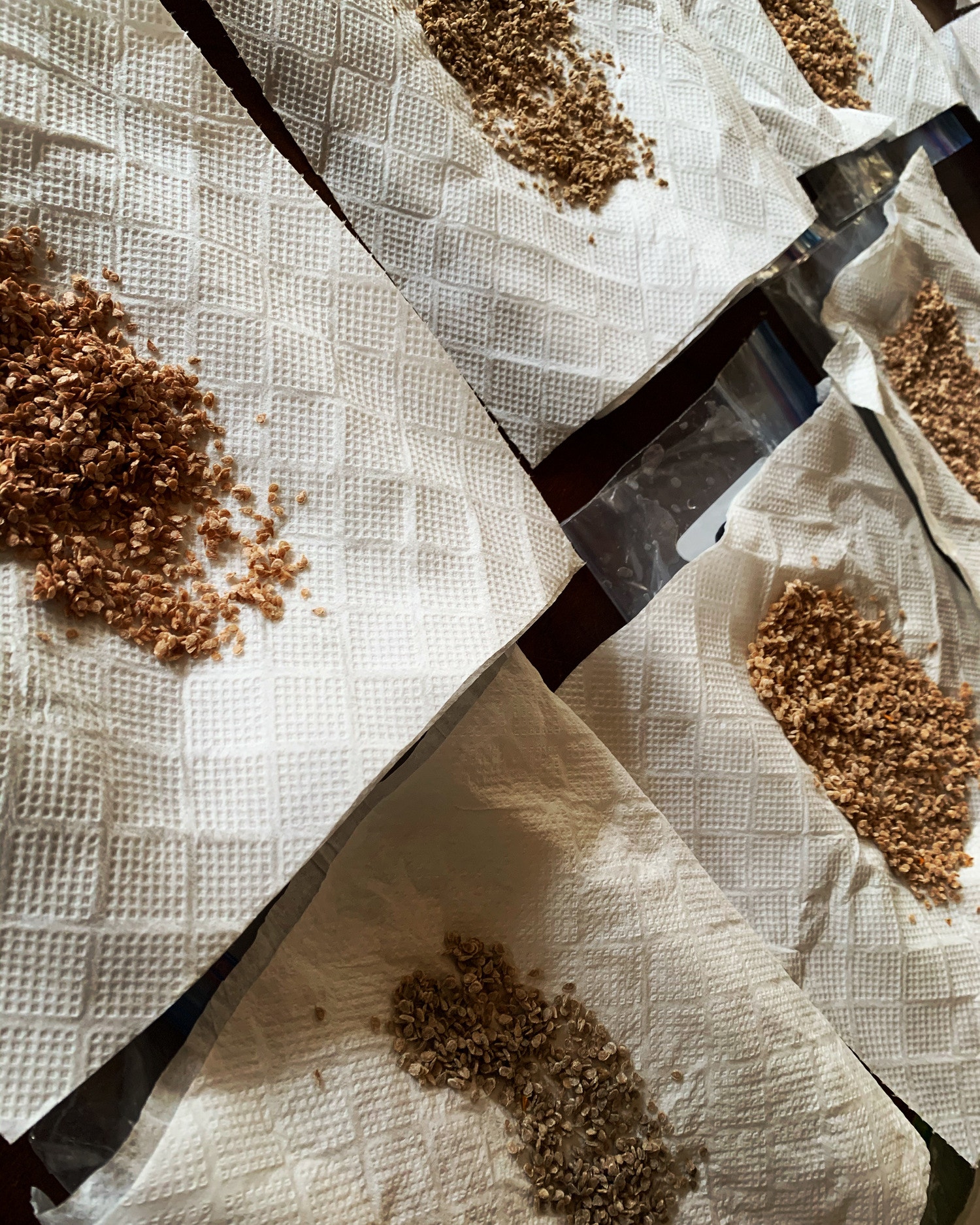 トマトの種とり　三部作　下