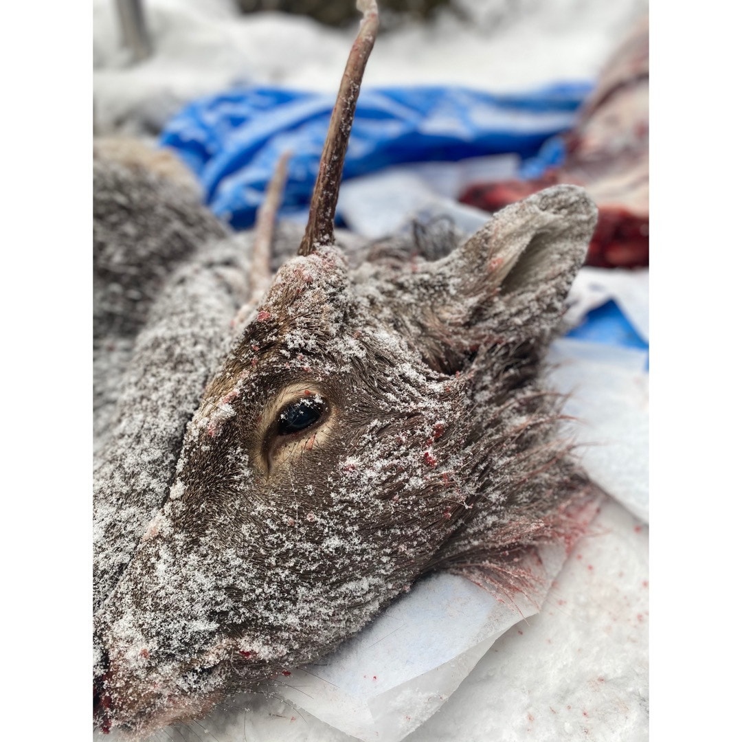 雄鹿との出逢い