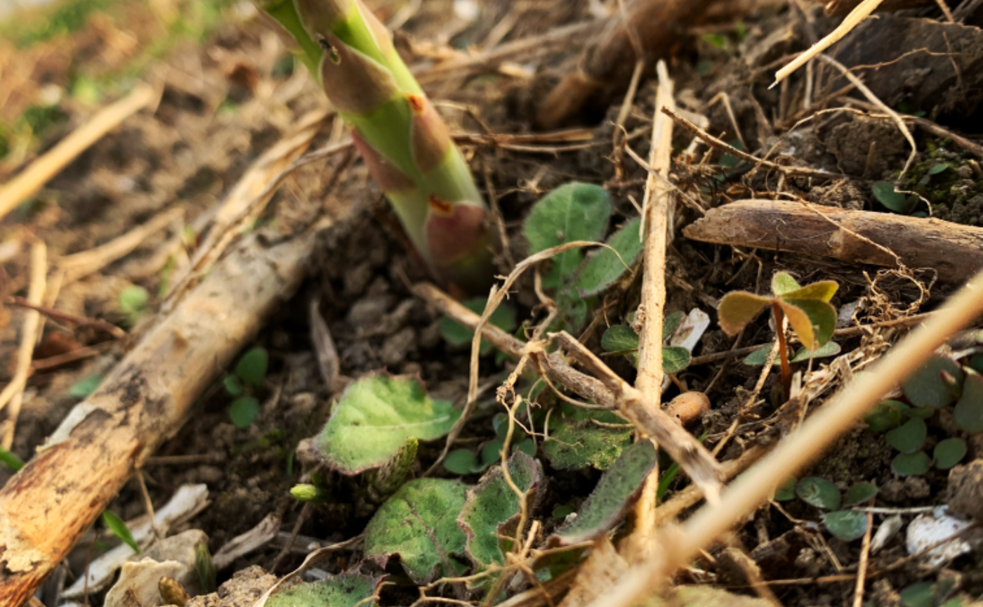 変わらず季節は巡り　成長が早いとか多く採れたとかと一喜一憂してる人は多く　逆に、その価値観が大...