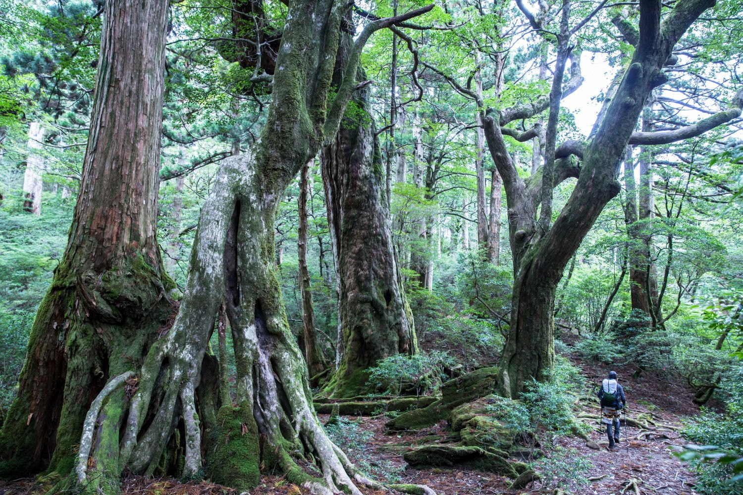 心が壊れたプロデューサー時代。「NZ移住物語02｜理想郷を探す旅」【就活〜社会人編】