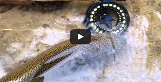 My Quiet Trout Stream