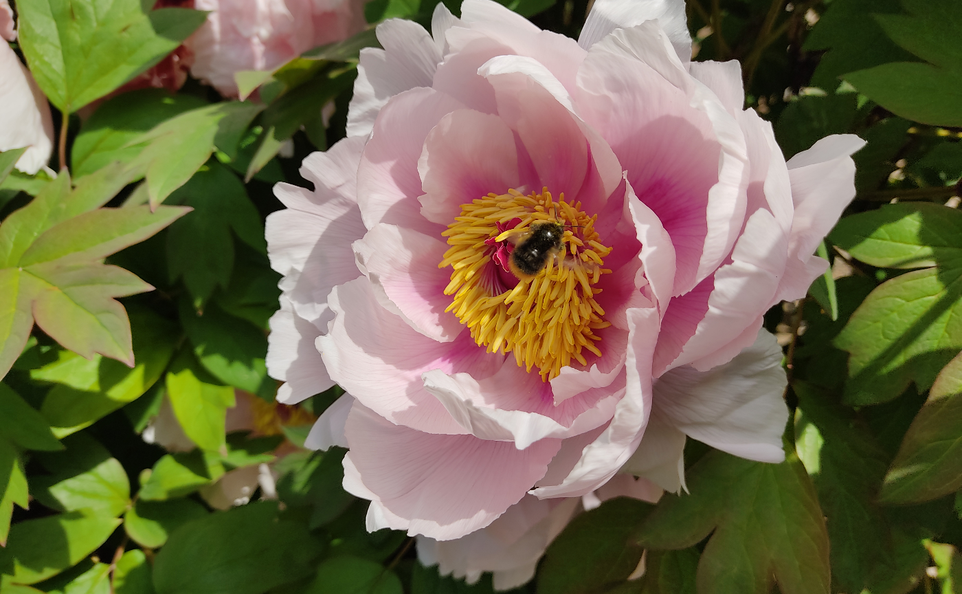 手軽さならスマホかな。