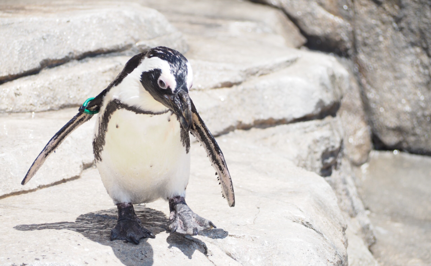 仙台うみの杜水族館